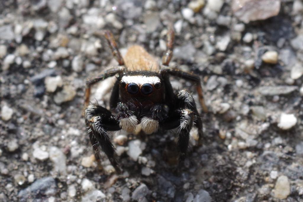 かなへび tweet media