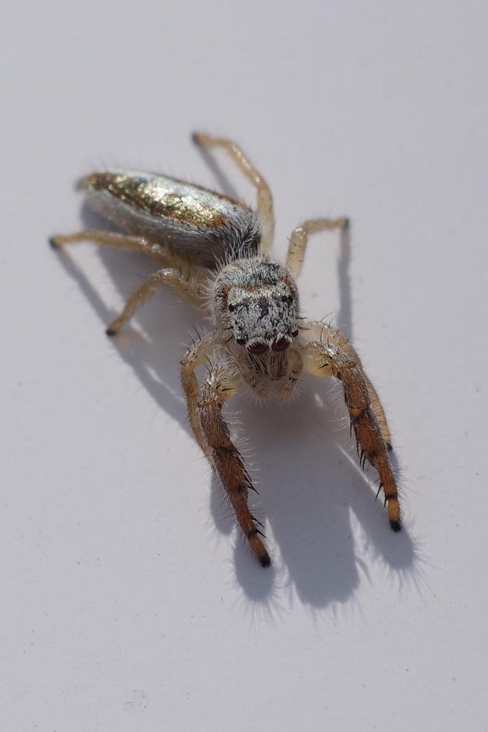 かなへび tweet media