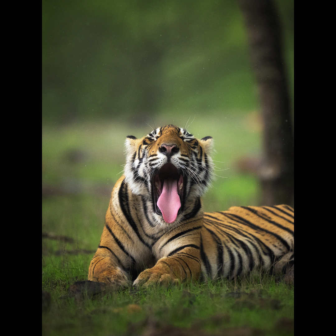 NikonIndia's tweet image. A lazy day, caught in action.

Shot by #NikonCreator Aparupa Dey
Shot with #NikonZ9 with Nikkor Z 400mm f/2.8 TC VR S

For information on products, offers and more, visit nikon.co.in
#Nikon #NikonIndia #NIKKOR #NikonPhotography