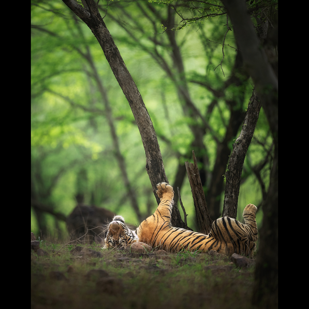 NikonIndia's tweet image. A lazy day, caught in action.

Shot by #NikonCreator Aparupa Dey
Shot with #NikonZ9 with Nikkor Z 400mm f/2.8 TC VR S

For information on products, offers and more, visit nikon.co.in
#Nikon #NikonIndia #NIKKOR #NikonPhotography