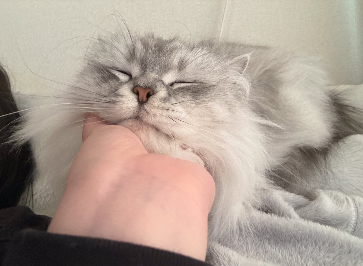 shupisupi_nyan's tweet photo. ねこが幸せそうで人間も嬉しいよ https://t.co/ddEOvdnF3G