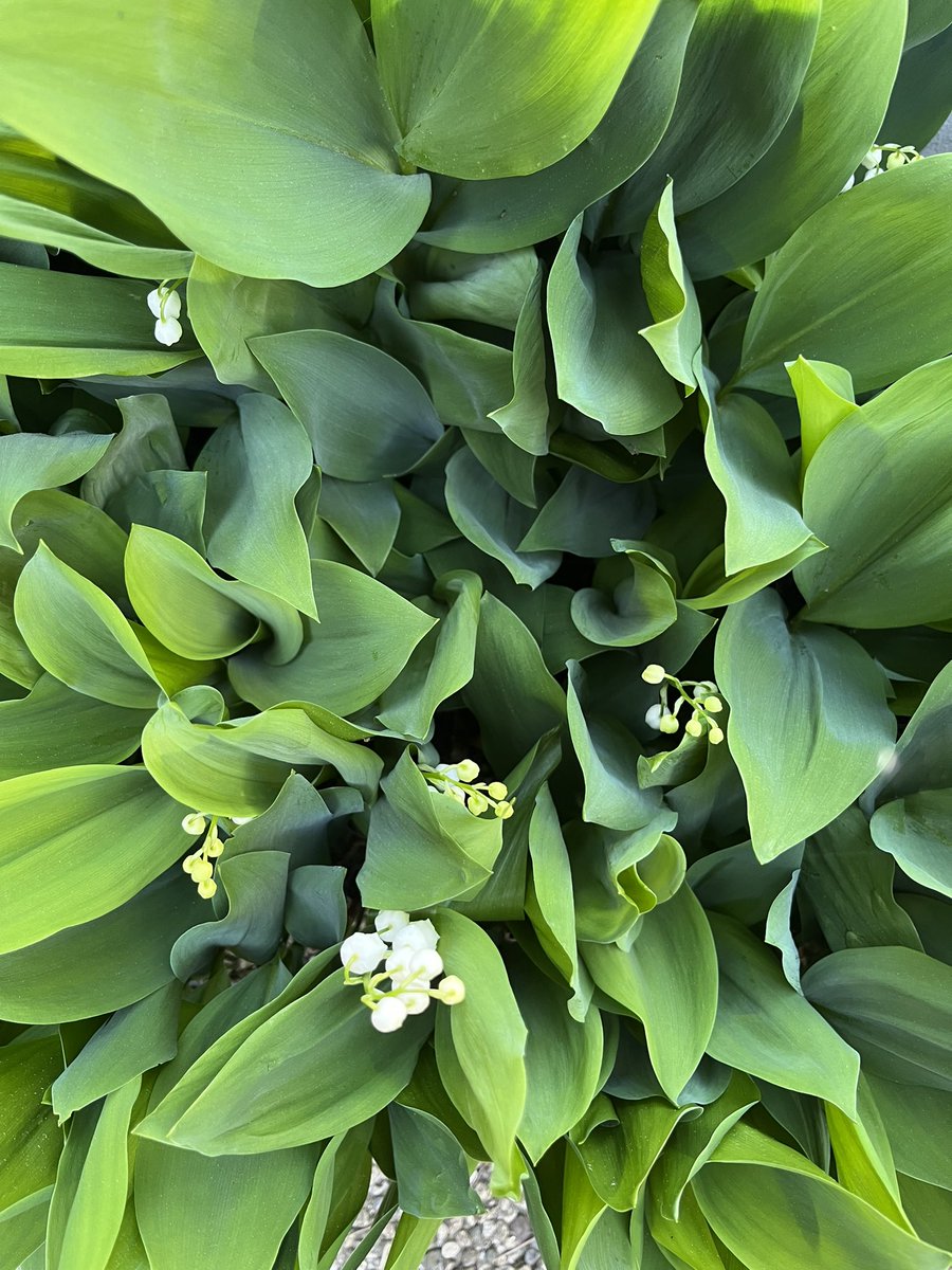 Fede🔥 tweet media