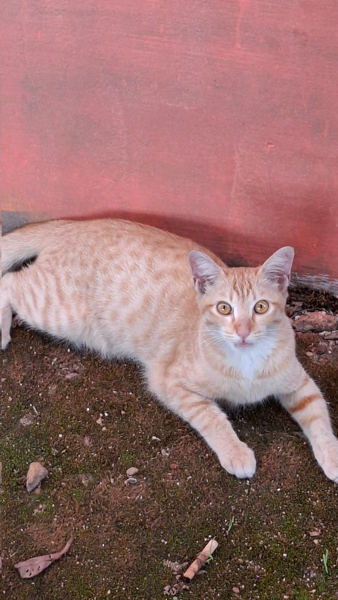 🐈‍⬛ tweet media