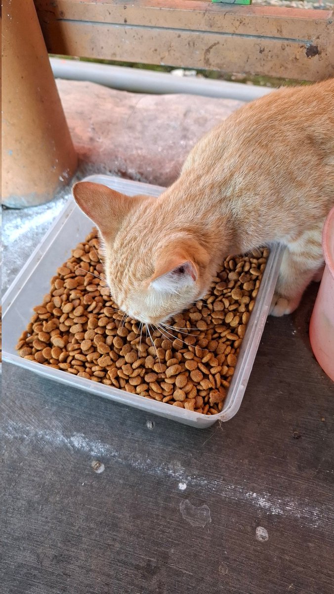 🐈‍⬛ tweet media