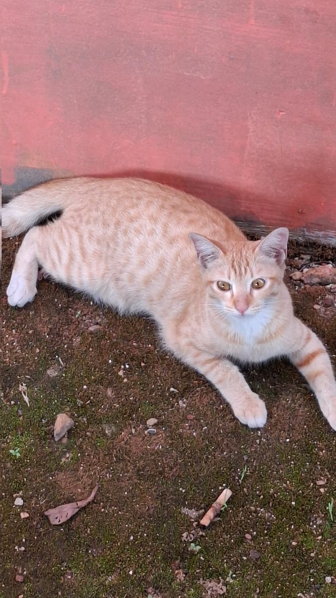 🐈‍⬛ tweet media