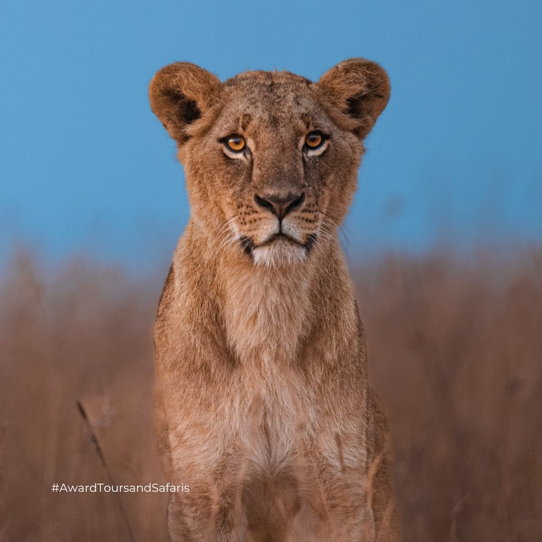 AwardSafaris's tweet image. Not all queens wear crowns… some rule the wild 🦁

🦁 Smart hunters
👑 Strong family bonds
🌿 Fierce protectors
Lionesses = the real power of the pride.
✨ See it in the wild

#Lioness #Safari #Wildlife #Africa #Nature