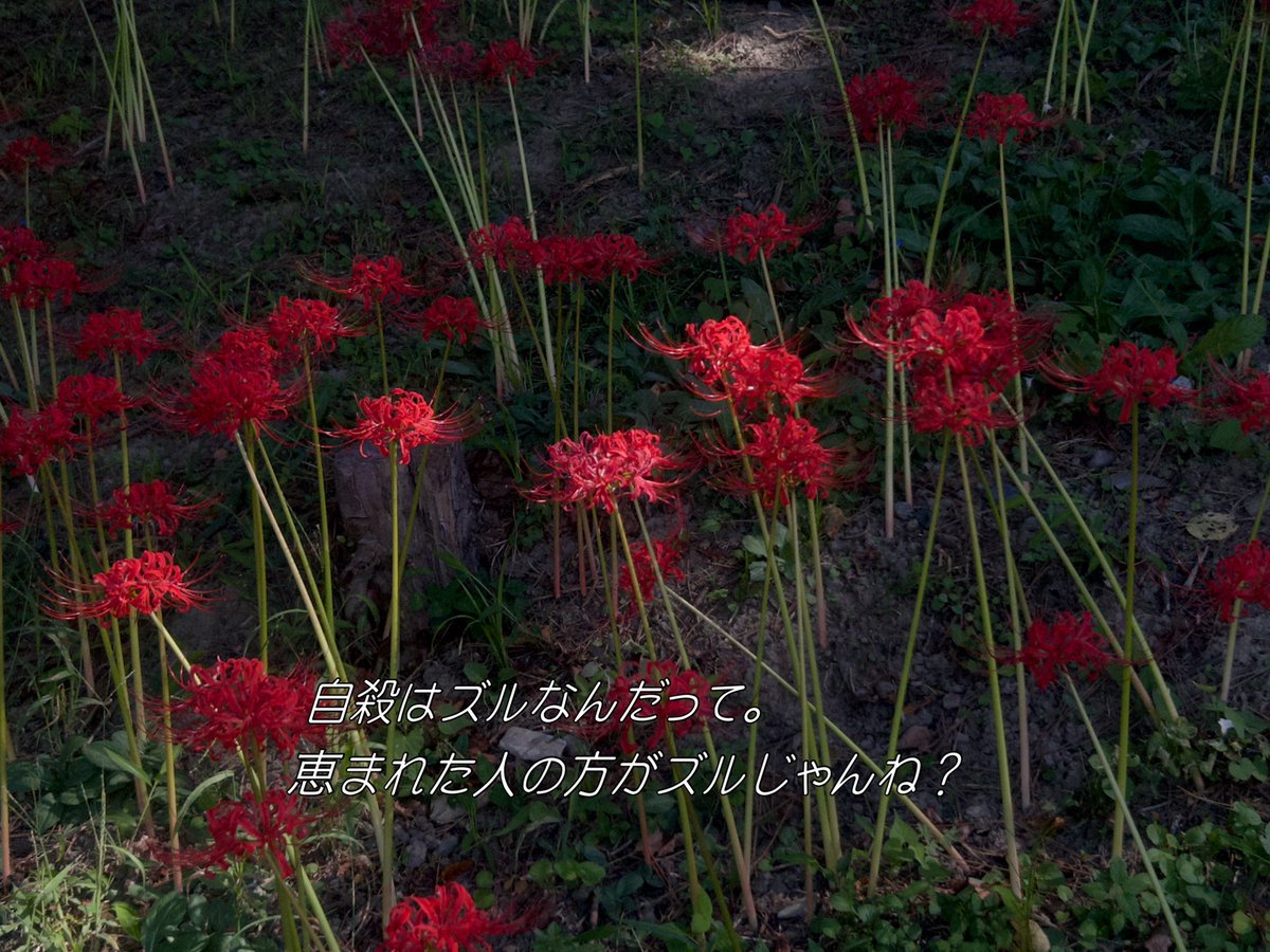 メノウラ tweet media