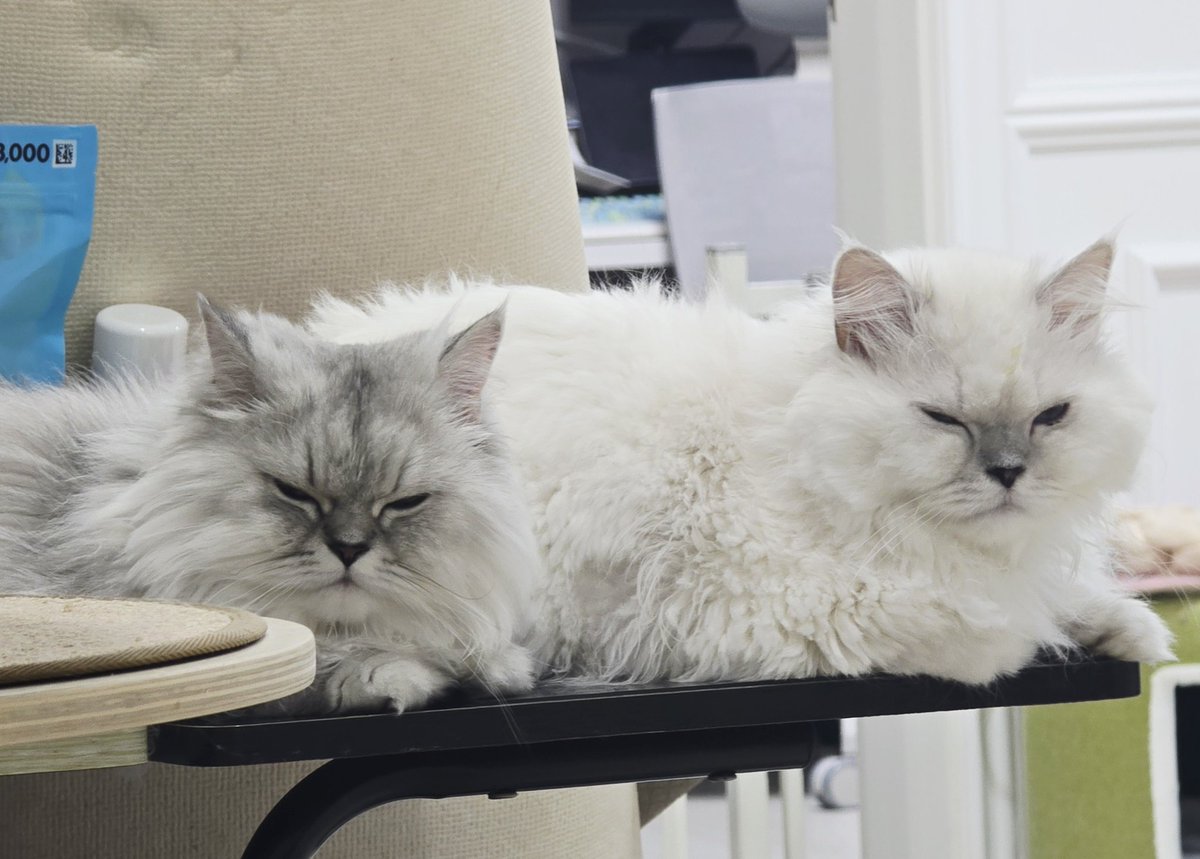 레디/5플엑(토) tweet media