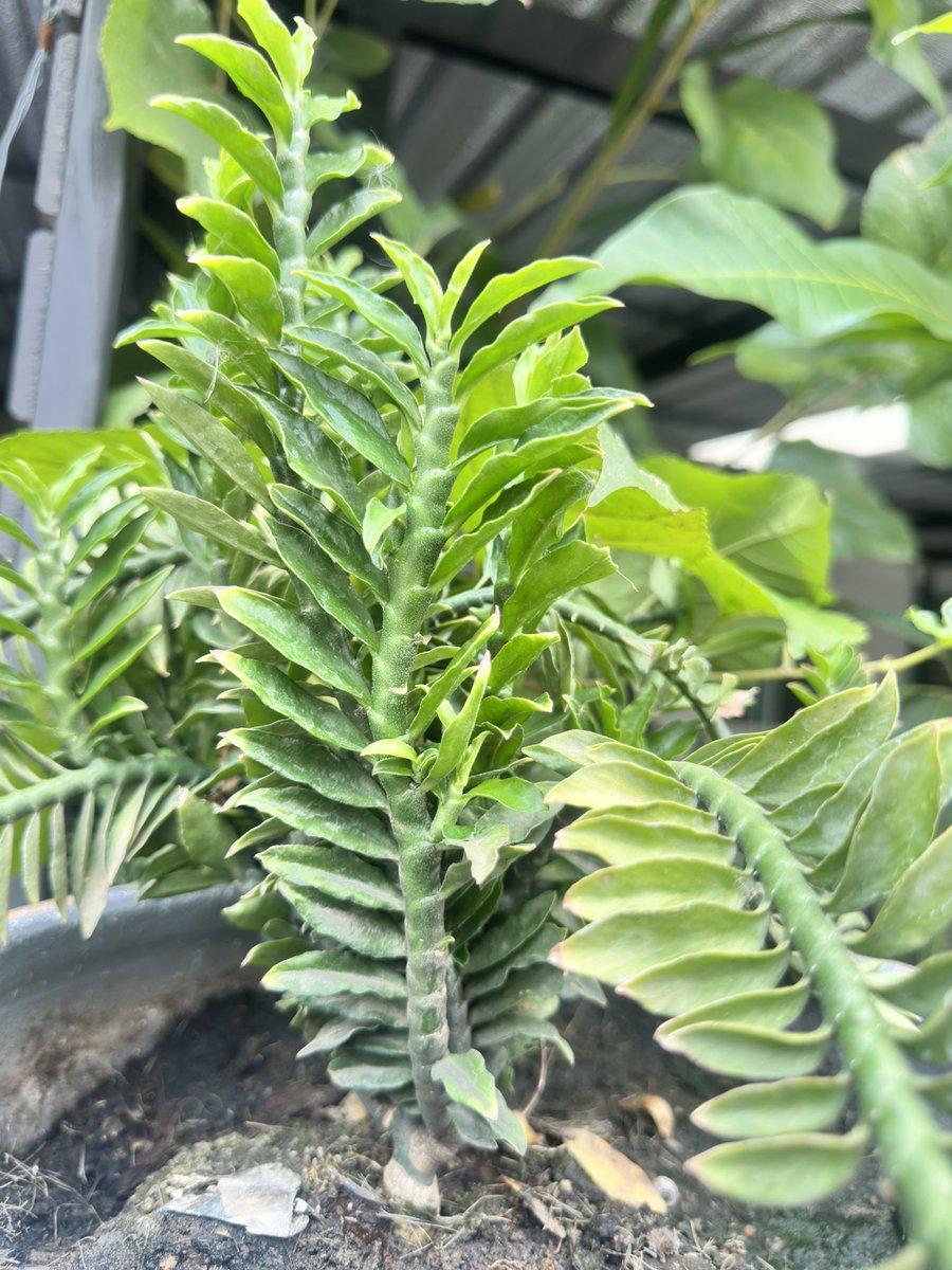 𝐌𝐫𝐬 Ⓛⓞⓑⓢⓣⓔⓡ𝐐𝐮𝐞𝐞𝐧🪙🤝🕯️ tweet media