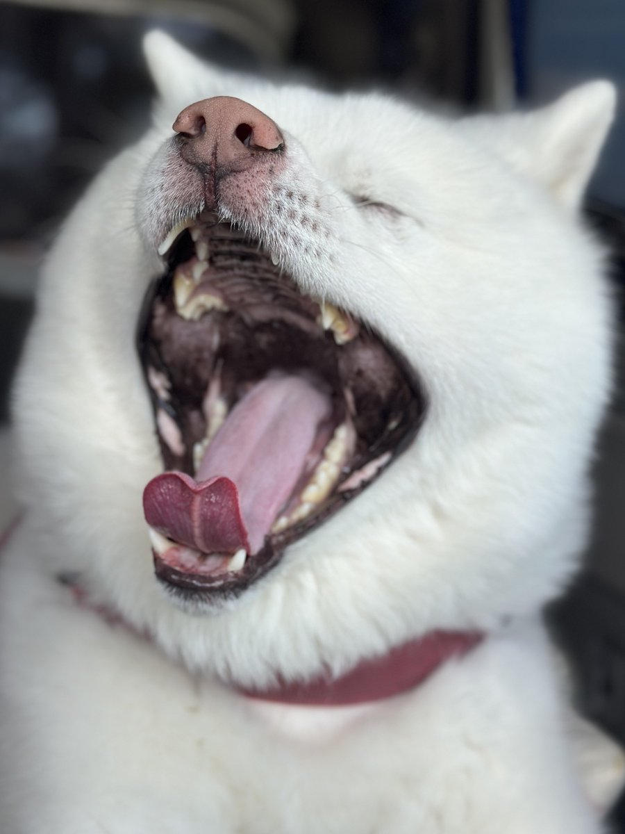 秋田犬 海 カイ♡ tweet media