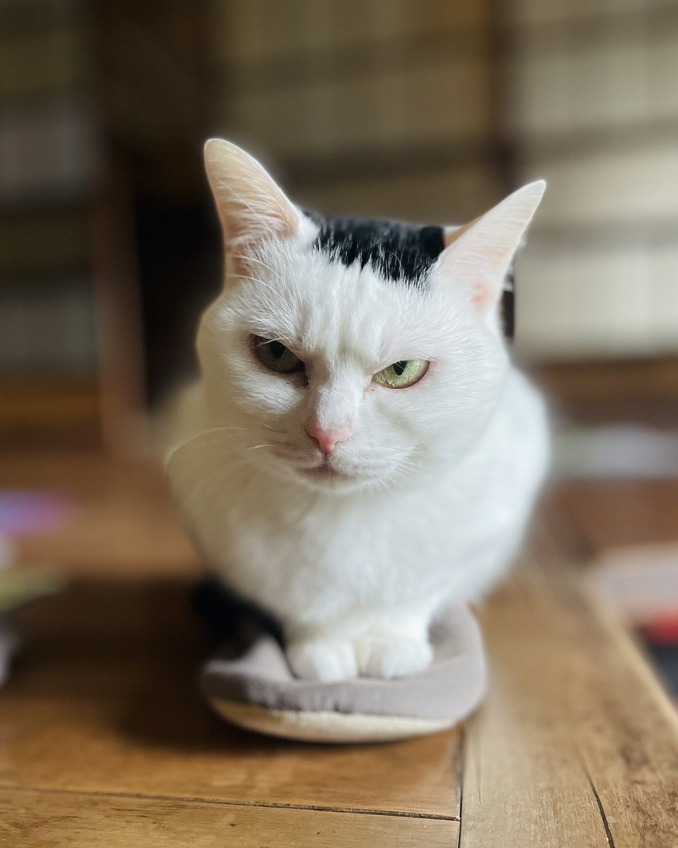 おにぎり猫 tweet media