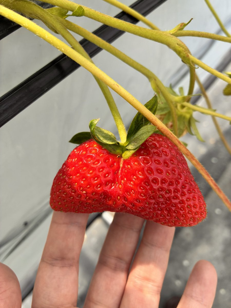 e_xxz2's tweet photo. 今まで出来たいちごの中で一番大きい🍓 https://t.co/kUrsRsduYP