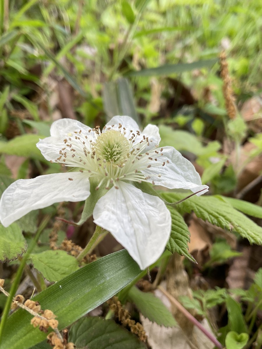 sweetsgrandmama's tweet image. The flowers have finally turned up to ＃strawberries. I can already imagine tasty ＃jam being made from them.