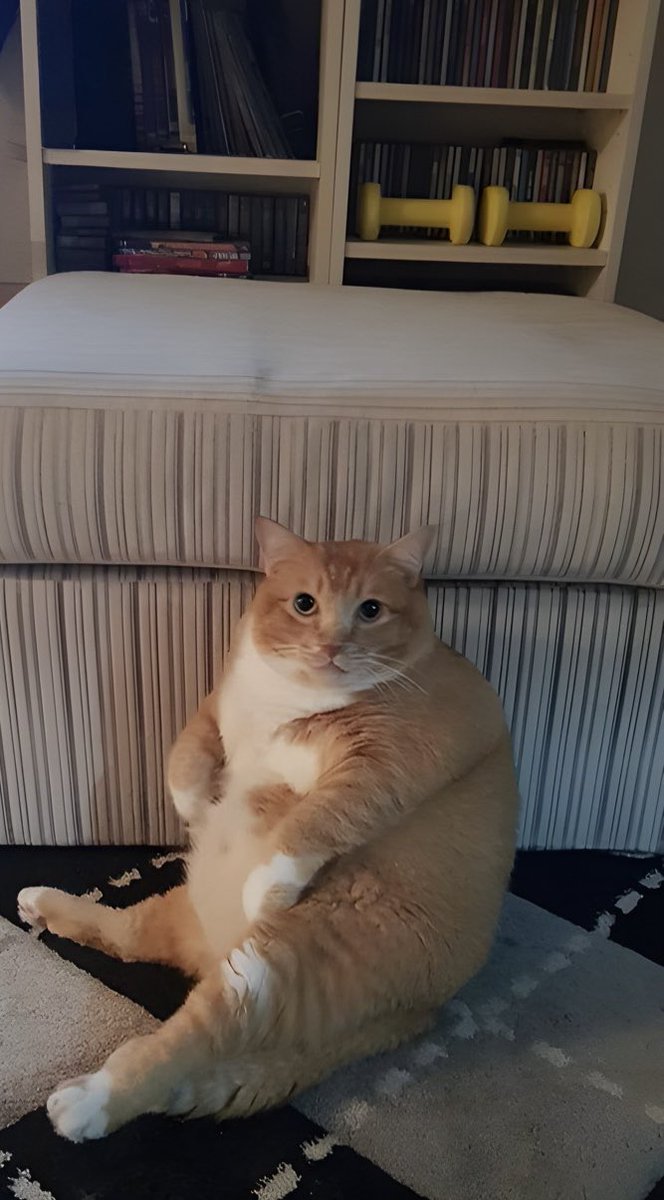 Papatya' tweet media