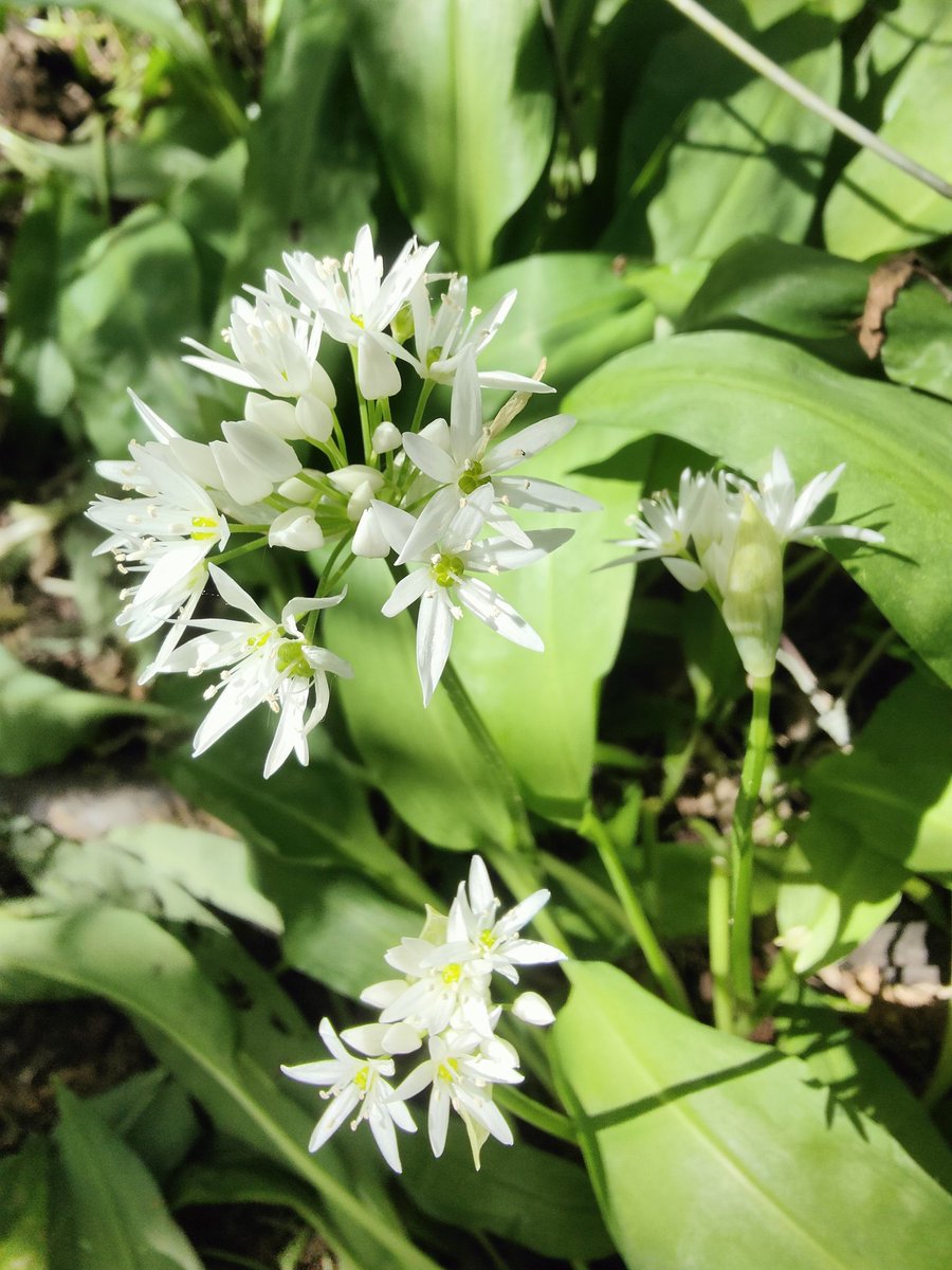 Matedwards7's tweet image. A Spring posy.
#wildflower #Suffolk