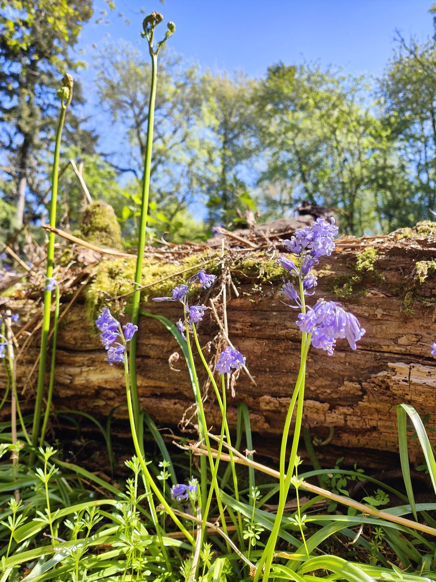 Matedwards7's tweet image. A Spring posy.
#wildflower #Suffolk