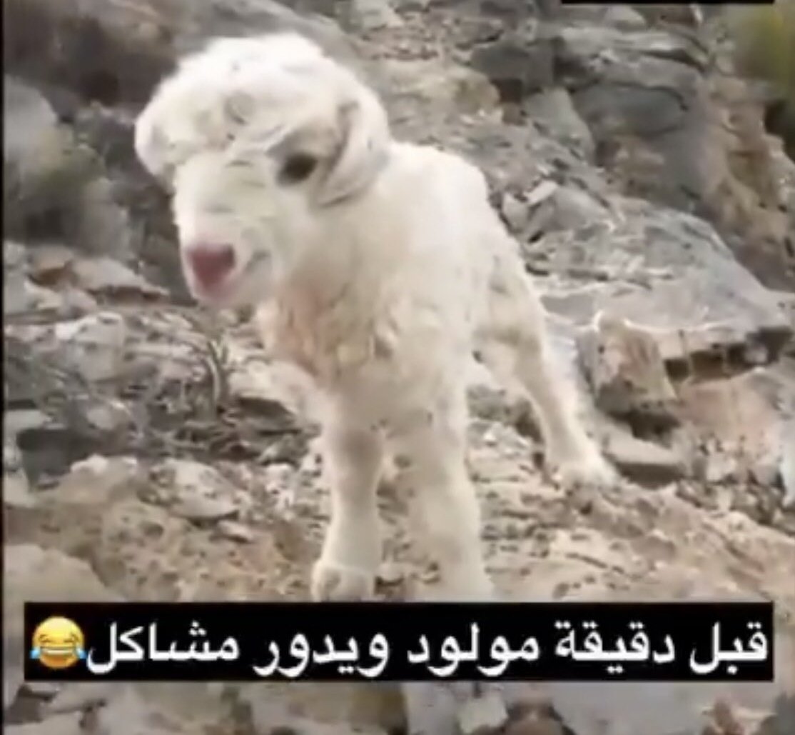 سَـدِيـم » tweet media