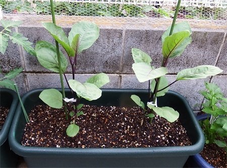 三日月🌛🇯🇵 tweet media