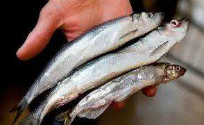 Strömming vs Norrs – same fish, different egos 🐟💅

People argue about it every sour herring season. Here's how it goes:

Strömming = Baltic herring. The usual herring. Hangs around the entire Baltic Sea, 15-20 cm, quite skinny. Works for fried herring and böckling.

Norrs =