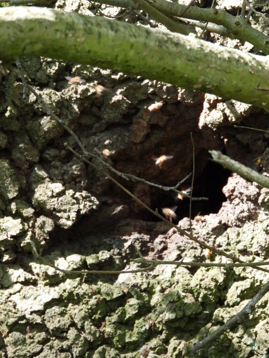 Matedwards7's tweet image. Taken with my zoom from a safe distance. Walked past this place a couple of years ago and the bees had a nest there then too.
#bees #Suffolk