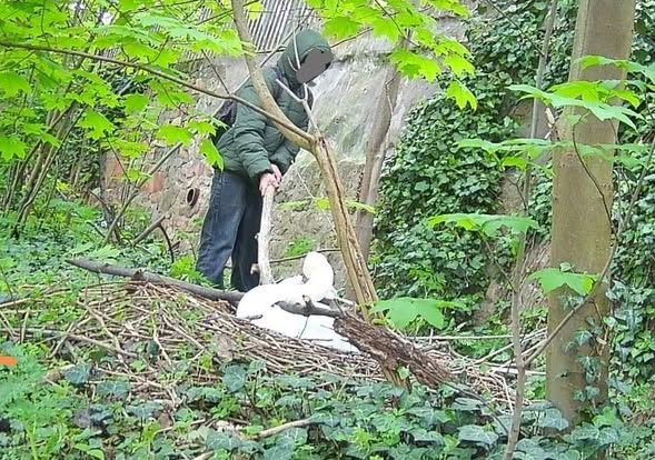 yolanda schultes tweet media