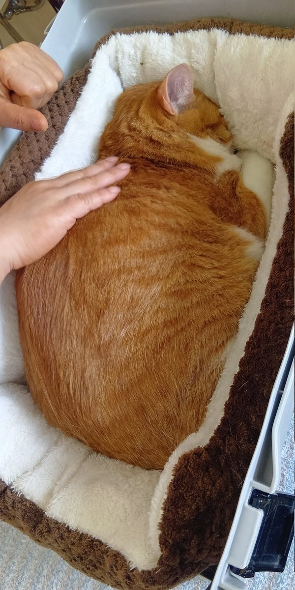 DDTtoshi's tweet photo. 本日は我が家でした🐈️🦭
スキップと歩夢の熱鍼に

歩夢の心雑音や心臓の病気・一般的な治療法
スキップの長引く食欲不振・抗生剤や痛み止めについて
などいろいろな話を聞けてまた勉強に

『きえ～る』の話をし猫の口腔菌の改善に良さそう⋯

スーは後半は顔を上げ
先生とニャーと話をしていた😆 https://t.co/ANQETRjKMc