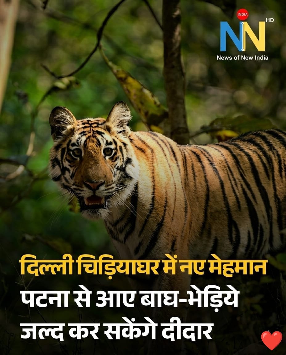 NewsofNewIndia's tweet image. Weekend Plan Ready? 🗓️

दिल्ली चिड़ियाघर में आए नए 'राजा' 👑🐅
पटना से स्पेशल ट्रांसफर होकर पहुंचे बाघ-भेड़िये 

बच्चों को जरूर दिखाएं भारत का राष्ट्रीय पशु 🇮🇳
जल्द ही Public के लिए खुलेंगे दर्शन 

#DelhiZoo #TigerInDelhi #WeekendVibes #FamilyTime #WildlifeIndia #NNIndia