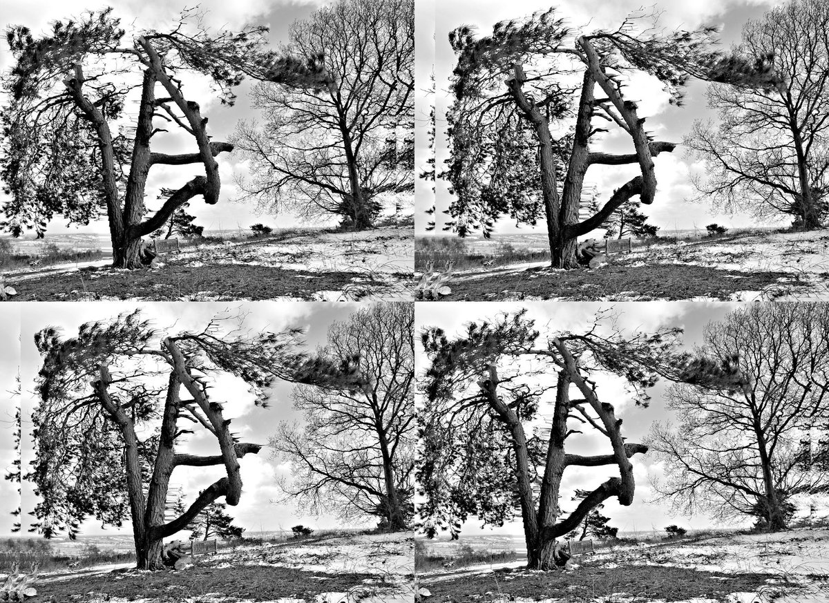 Parth3D's tweet image. One of my attempts at using the excellent #DepthMaker Android app with an old infrared photo of a tree in wintertime 😬
#3D #stereoscopic