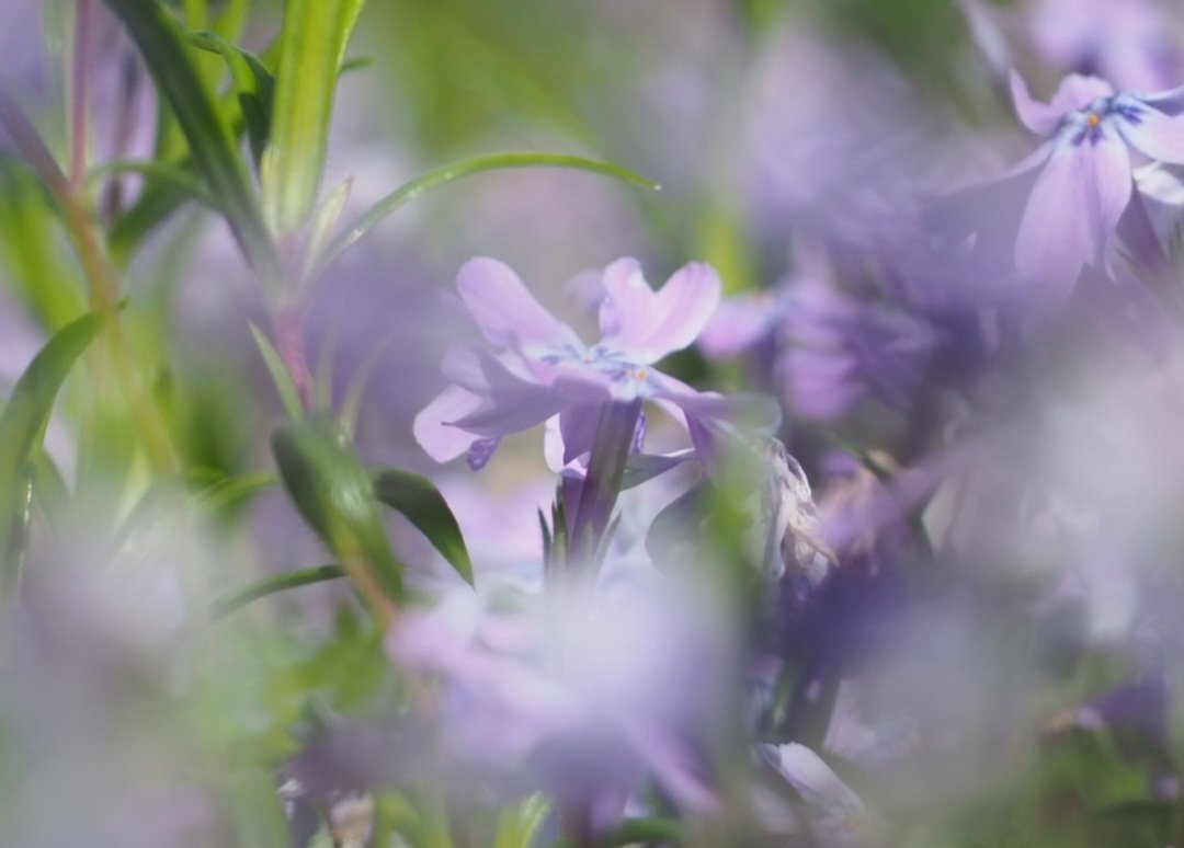 aihyck12's tweet image. 4月19日(日)

#郷土の森博物館
#芝桜
#OLYMPUS
