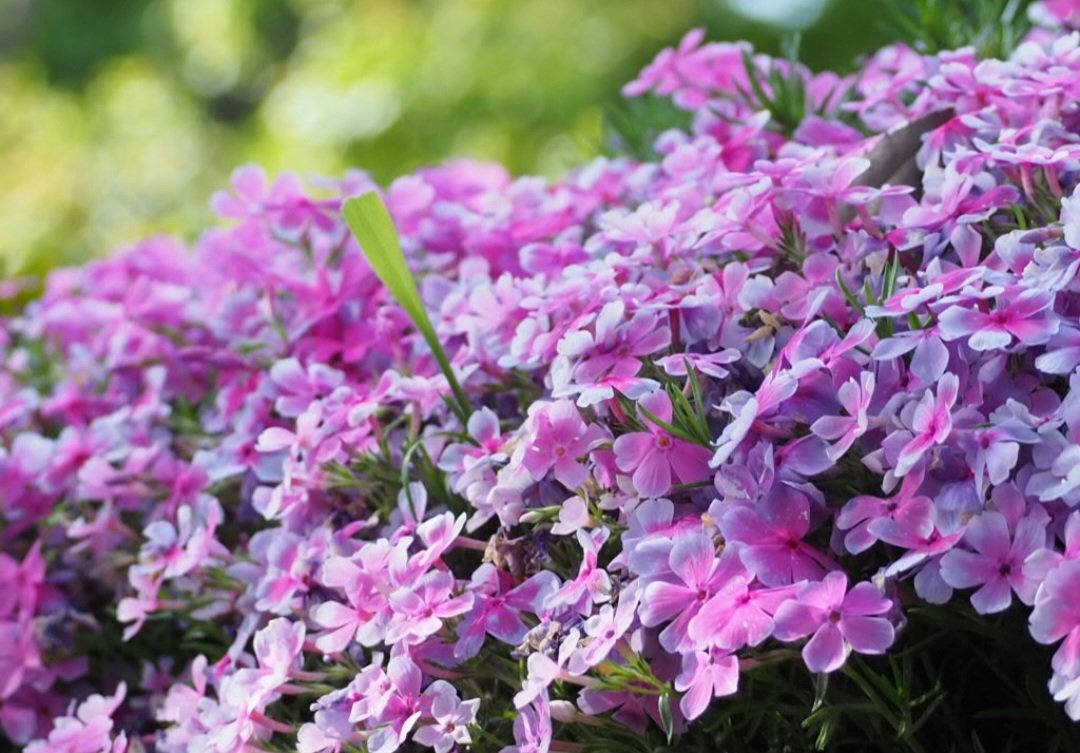 aihyck12's tweet image. 4月19日(日)

#郷土の森博物館
#芝桜
#OLYMPUS