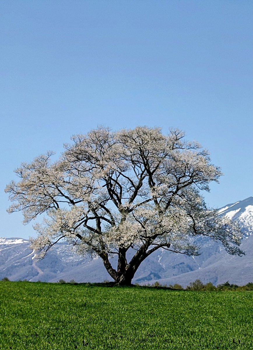 みみまあ tweet media