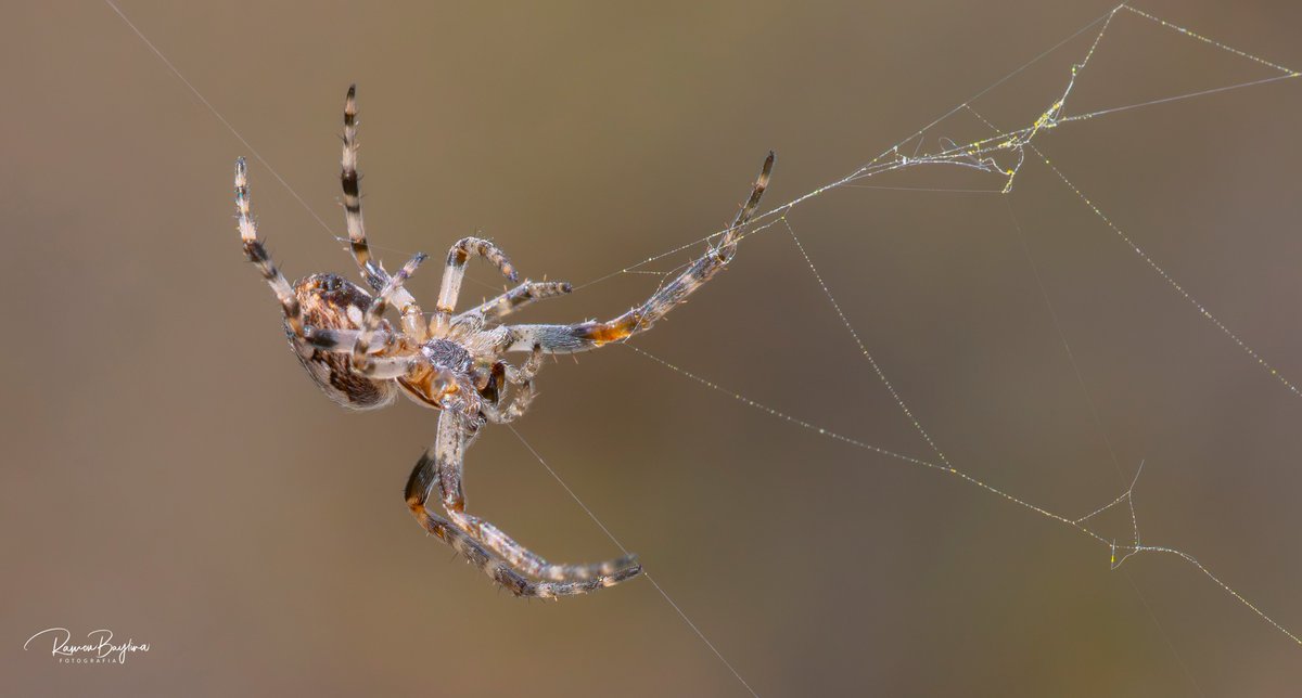 Ramon Baylina -Alt Pirineu del Pallars Sobirà tweet media