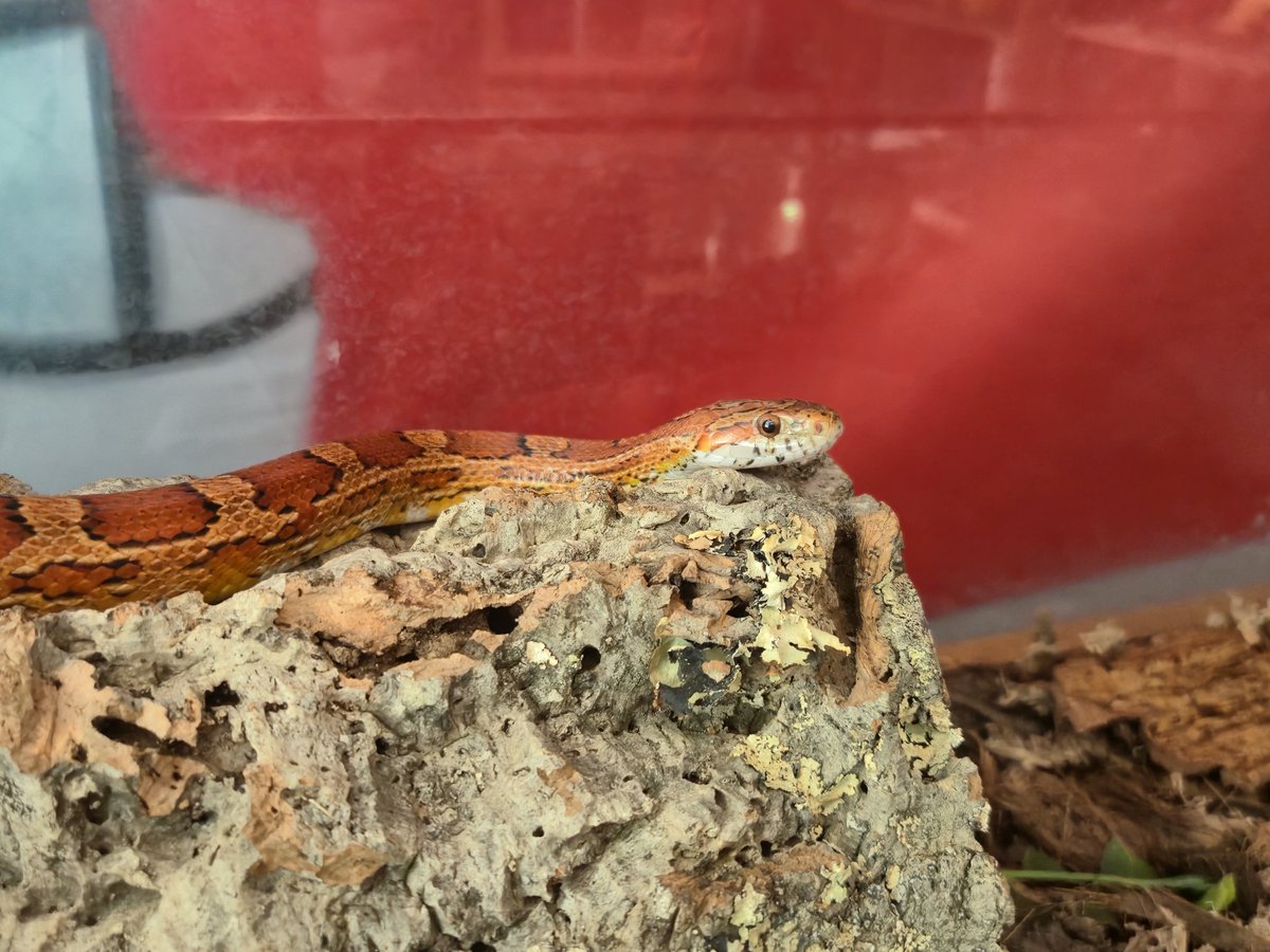 to chyba moj ulubiony zwierz.