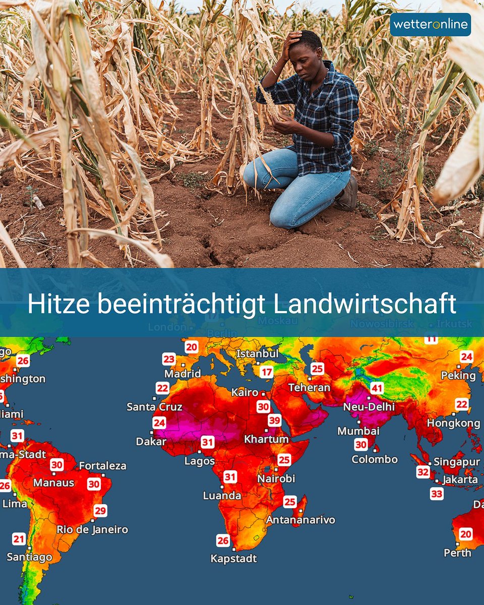 WetterOnline's tweet image. 🐖🌾 Hitzewellen nehmen zu: häufiger, länger, intensiver. 🌡️ Über 1 Mrd. Menschen bedroht. ⚠️ Ernten sinken, Tiere im Stress, bis zu 250 Tage zu heiß für Feldarbeit. 🚜 

Mehr Infos:
👉 to.wetteronline.de/hitze-beeintra…

#Landwirtschaft #Hitze #Extremhitze #Wetter
