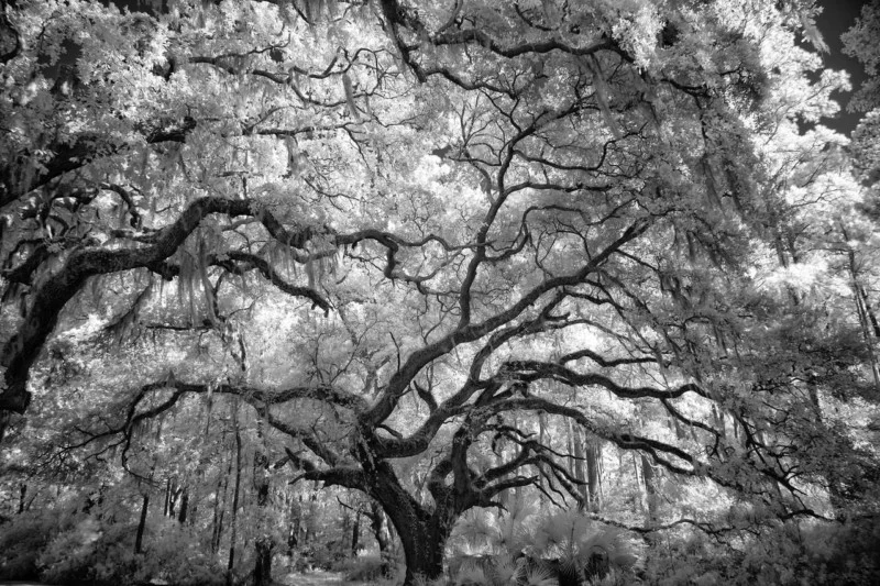 twistopherrobin's tweet image. #Photography #Monochrome #LaurieKlein