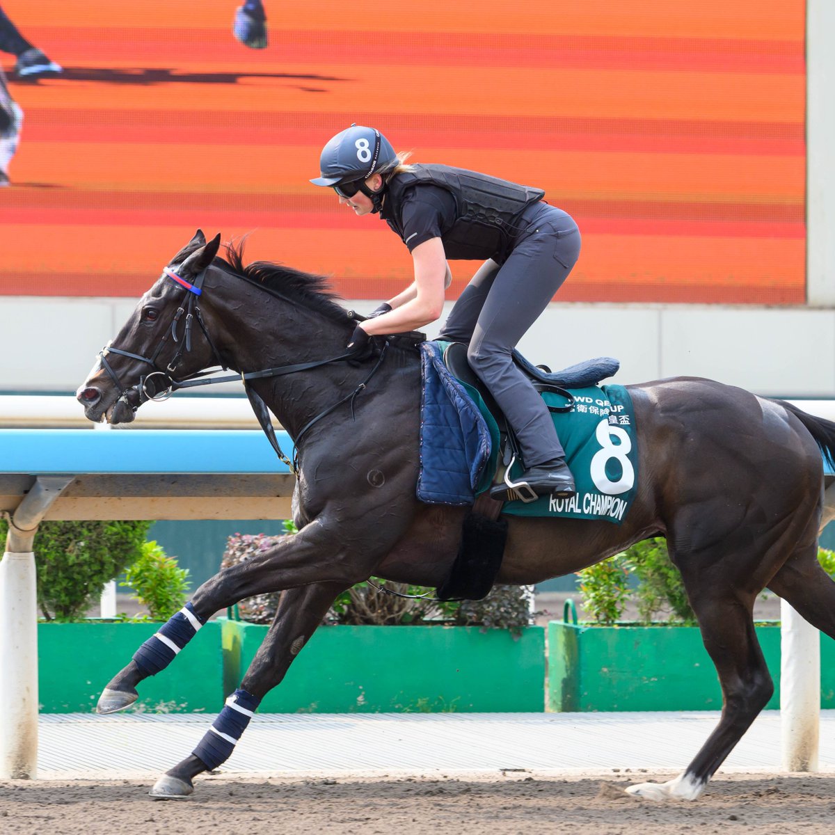 GBRI_UK's tweet photo. British-trained Gr.1 winners take on Hong Kong! 🇬🇧🇭🇰

🔹 Royal Ascot Gr.1 winner DOCKLANDS (GB)
Gr.1 Champions Mile - @H_Eustace &amp; @OTIRacing 🇦🇺
🔹 Gr.1 Neom Turf Cup winner ROYAL CHAMPION
Gr.1 QEII Cup - @karl_burke &amp; Exors of Sheikh Mohammed Obaid Al Maktoum 🇦🇪

��� @HKJC_Racing https://t.co/TpgwpNqvAB