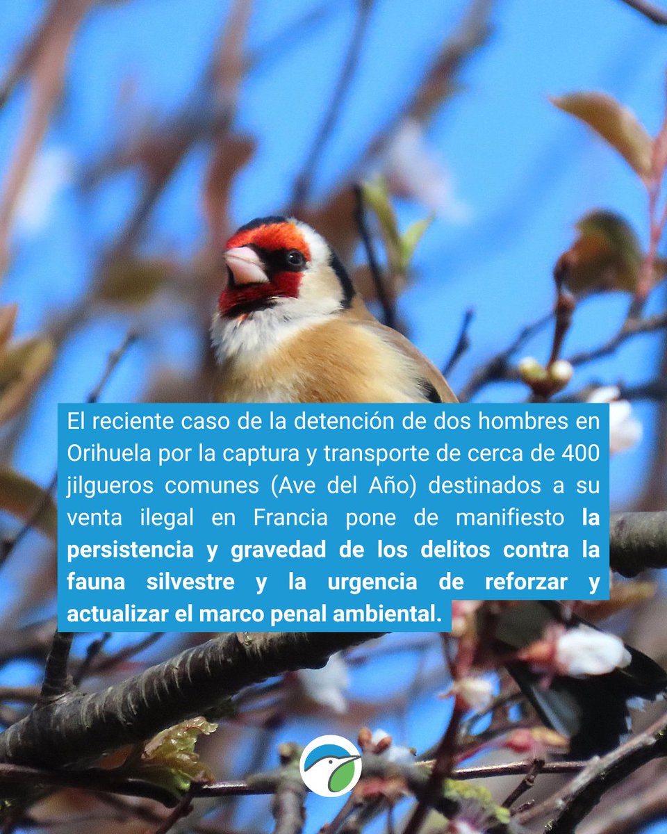 SEO/BirdLife tweet media