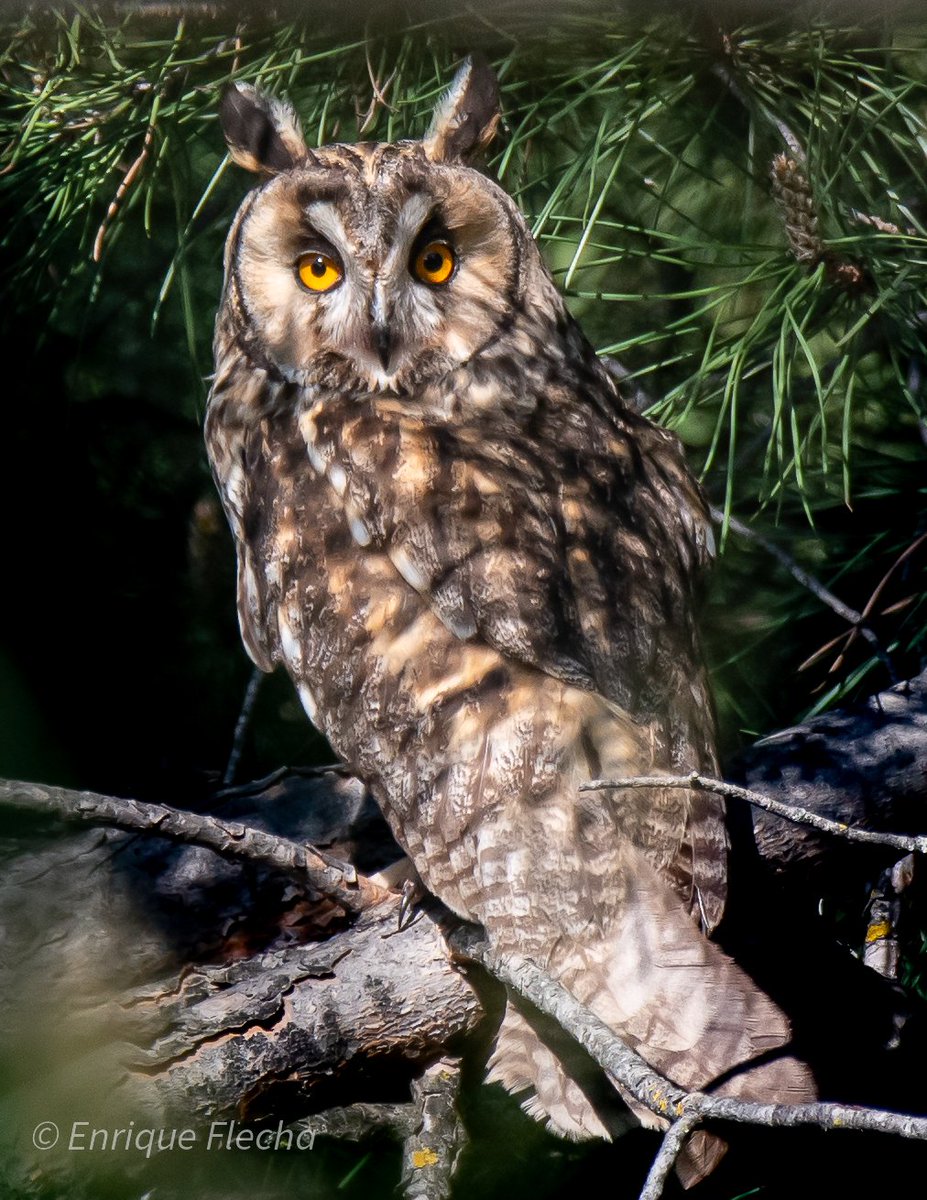 EnriqueFlecha1's tweet image. Búho chico (Asio otus). Preciosa rapaz nocturna. Parque forestal de Polvoranca, Madrid, España, Abril 2026. Buen fin de semana.
Orden: Strigiformes 
Familia: Strigidae 
#BirdsSeenIn2025 #nikon #tamron #wildlifespain #pajareando #aves #birds #ornitologia #birdslovers #seobirdlife