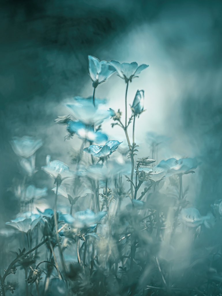 noco｜花の写真家 tweet media