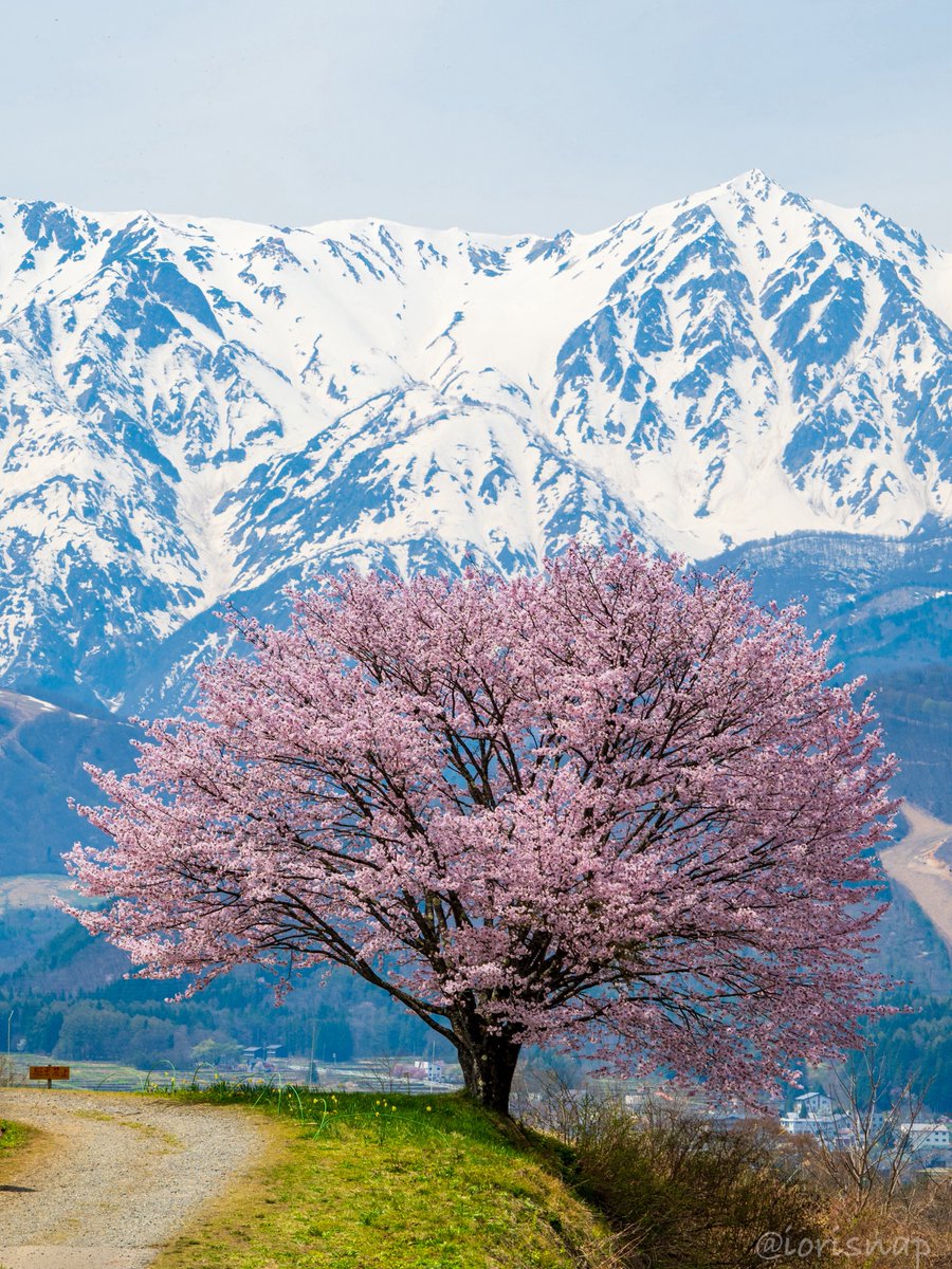 iorisnap's tweet photo. 北アルプスを纏い、日本一の桜が今年も春を告げた https://t.co/GkoNj8fYZi