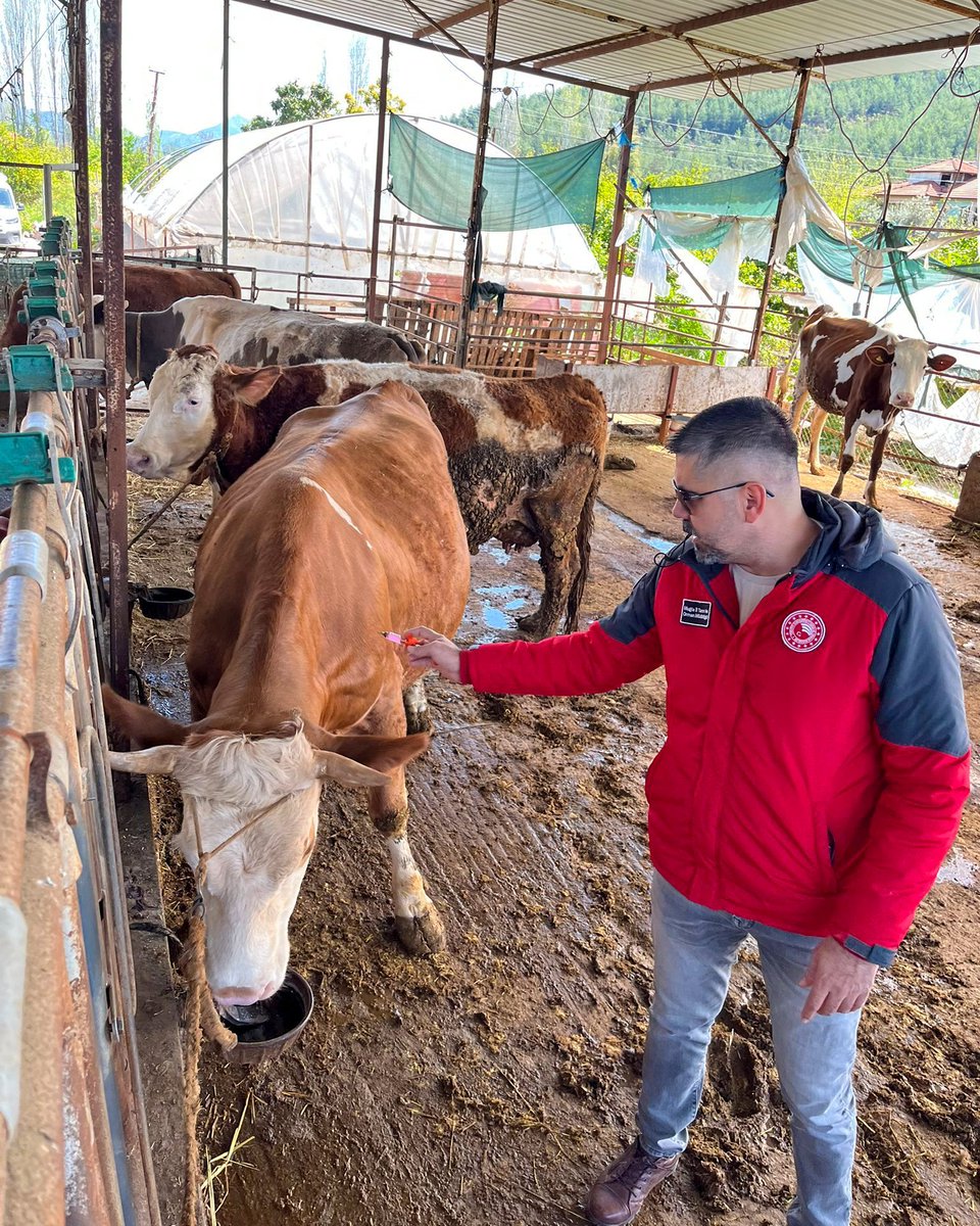 ortacatarim's tweet image. İlçemizdeki #HastalıktanAri işletmelerde gebe büyükbaş hayvanlara #Rota, #Corona ve #EColi enfeksiyonlarına karşı aşılama yapıldı. Amaç, buzağı sağlığını korumak ve hastalıkları önlemek. Hayvan sağlığı çalışmalarımız sahada devam ediyor.