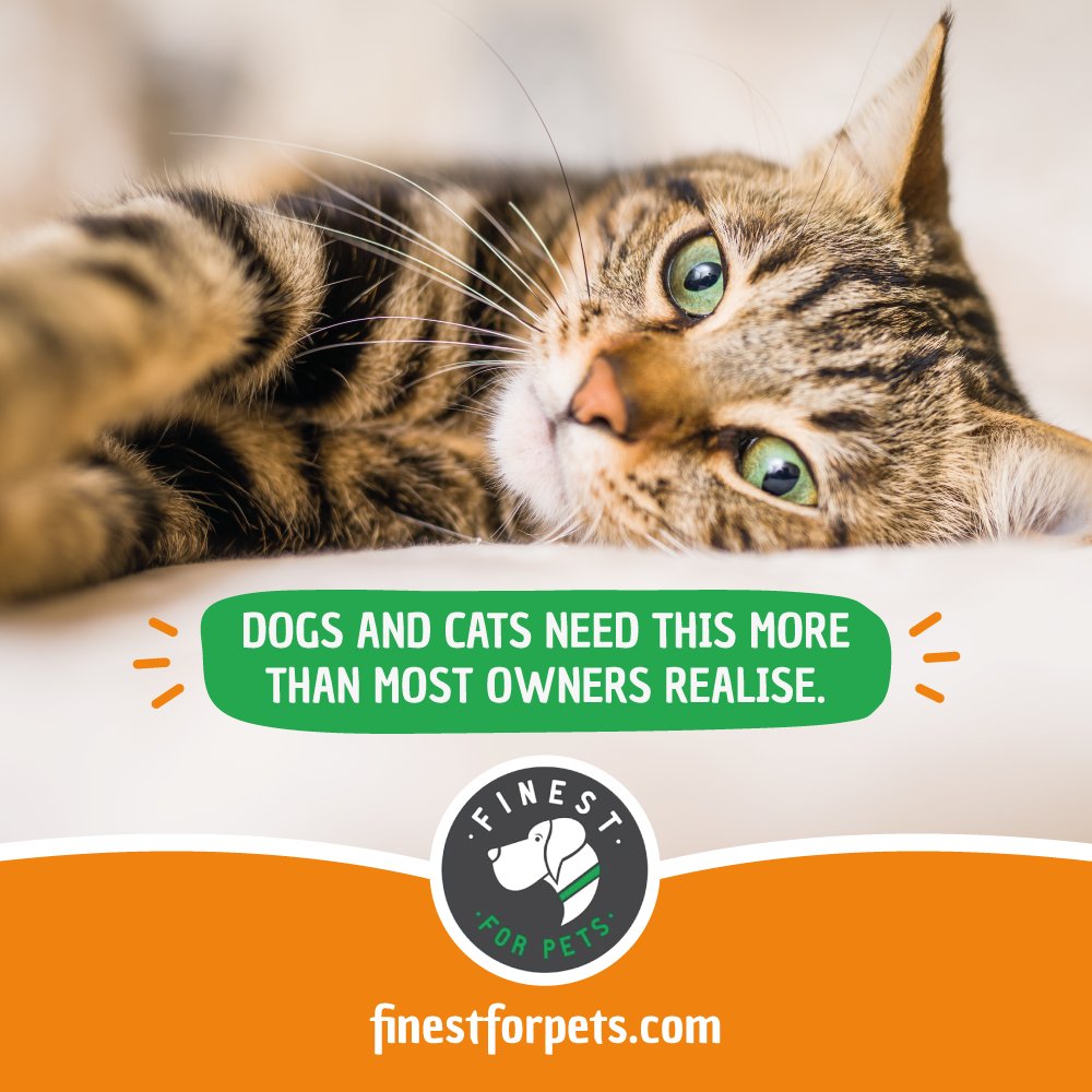 FinestForPets's tweet image. Dogs and cats share many of the same nutritional needs. Comment below - dog owner, cat owner, or both?

#FinestForPets #PetWellness #DogHealth
