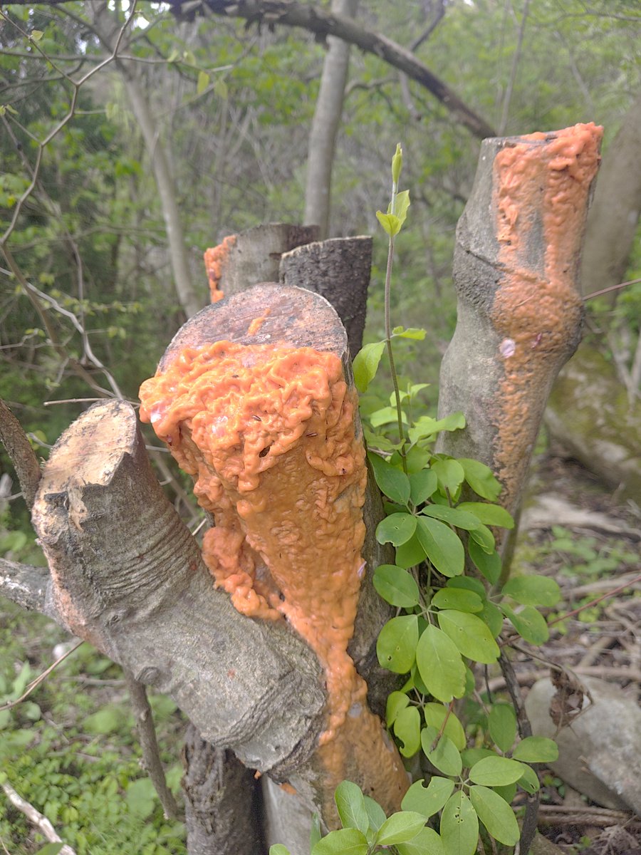 ひろいぐい太郎 tweet media