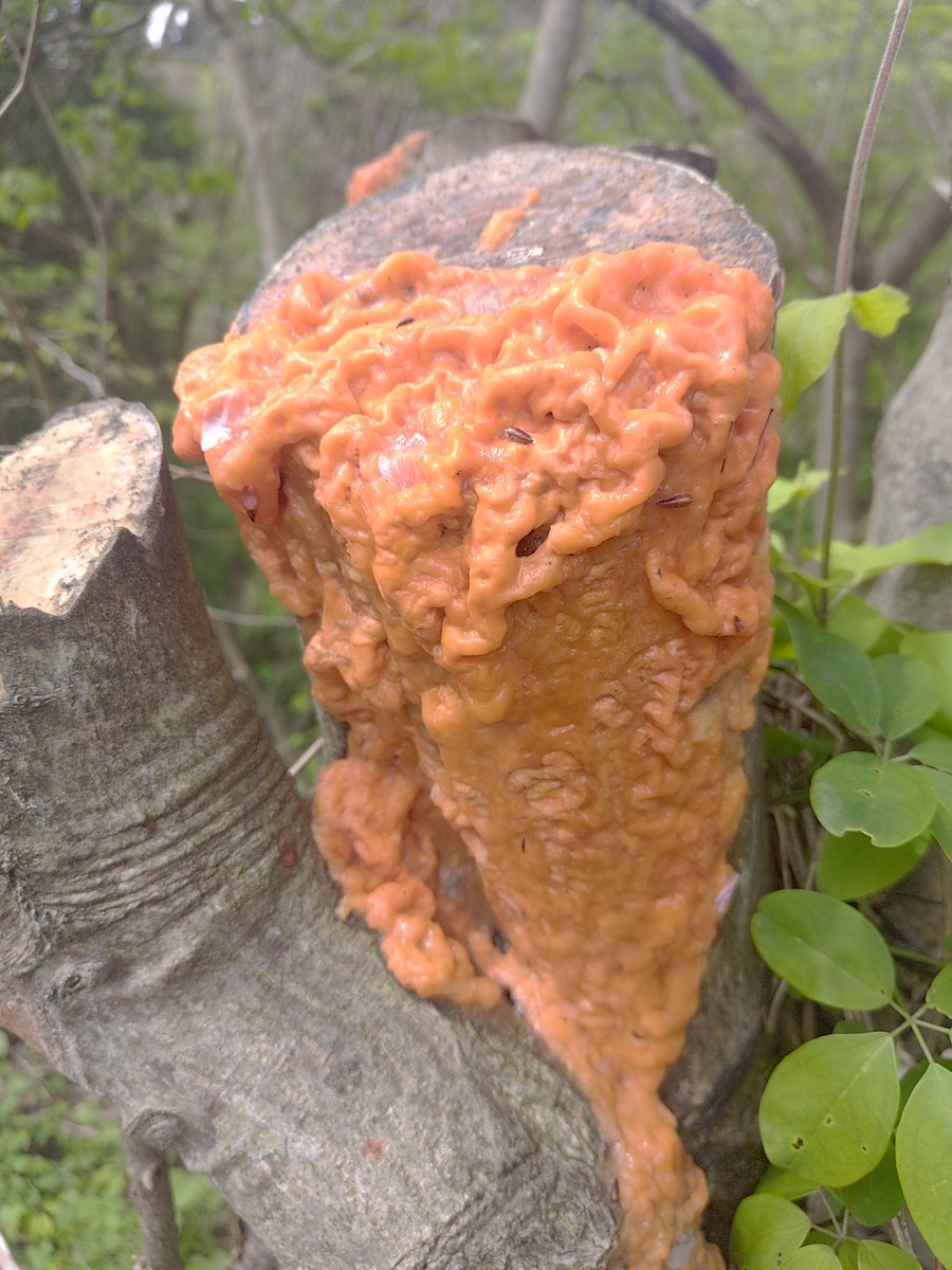 ひろいぐい太郎 tweet media