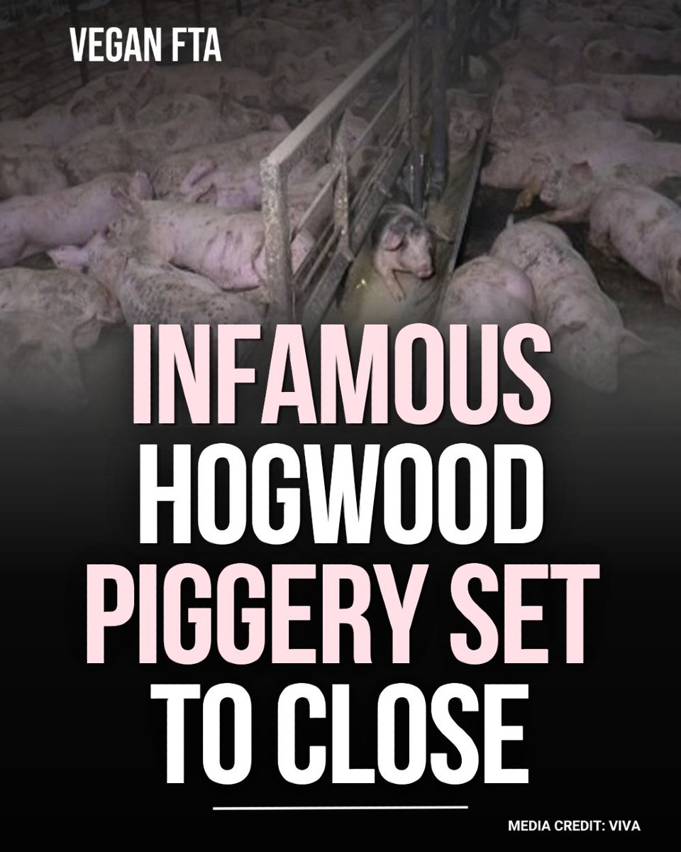 teamveganfta's tweet image. One of England’s most infamous pig exploitation sites, Hogwood Farm in Warwickshire, has been winding down and is now expected to shut its piggery for good by September 2026. 🐖🚫

Read the full article 👇
veganfta.com/articles/2026/…

#endfactoryfarming #factoryfarm #pigs