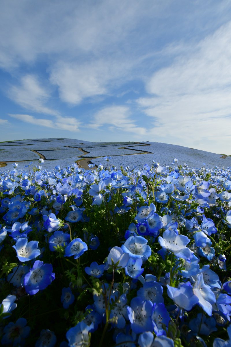 国営ひたち海浜公園【公式】 tweet media