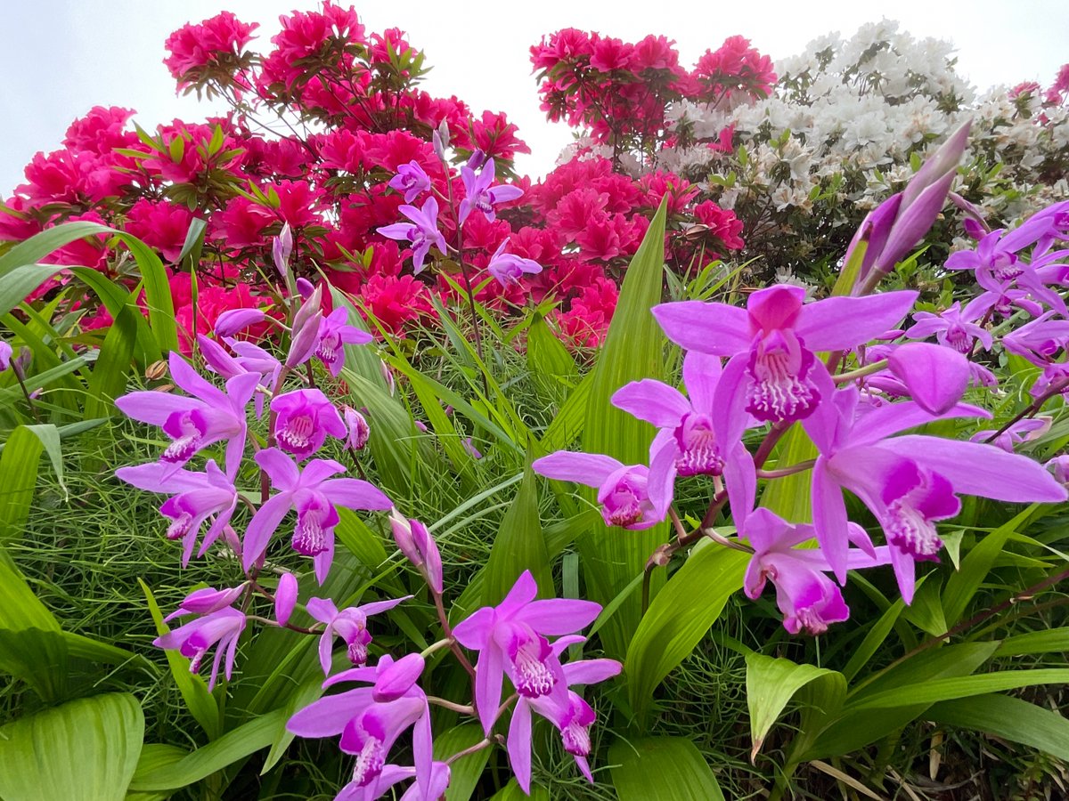 sweetsgrandmama's tweet image. The #nature world is how wonderful. No sub characters; everything is the star position. #Individual uniqueness supposed to be the only #value. If I can't notice its ＃charm because it's too far away, then just get closer until  I do.🤗