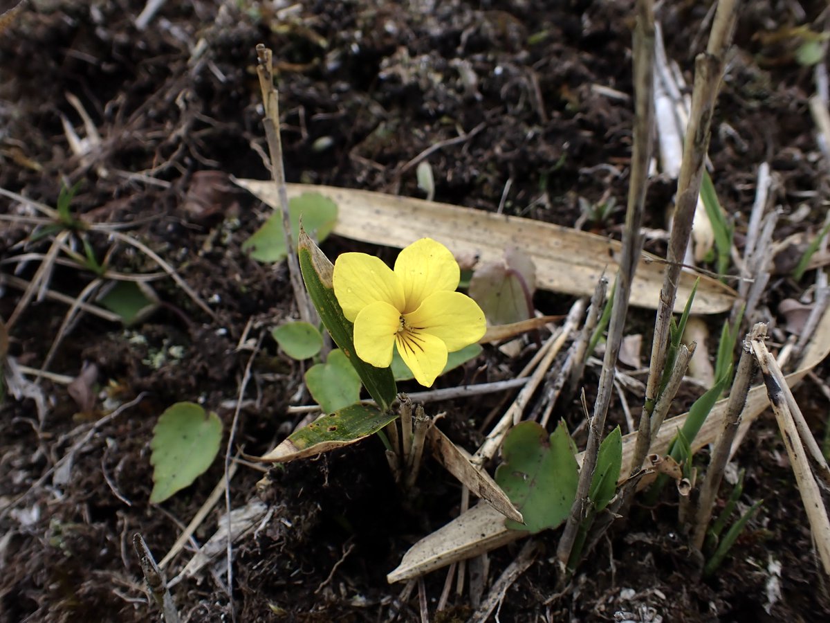 qubrc_plants's tweet photo. 4/19 植物班新歓
菊池渓谷・阿蘇で植物観察を行いました！小雨の中でしたが、菊池渓谷では多様なスミレ類やヤマウツボ、阿蘇ではキスミレやハルリンドウなど春の花を観察できました🌼  
興味のある方はぜひ一緒にフィールドへ！
 #春から九大 https://t.co/uxlMsLWUUO