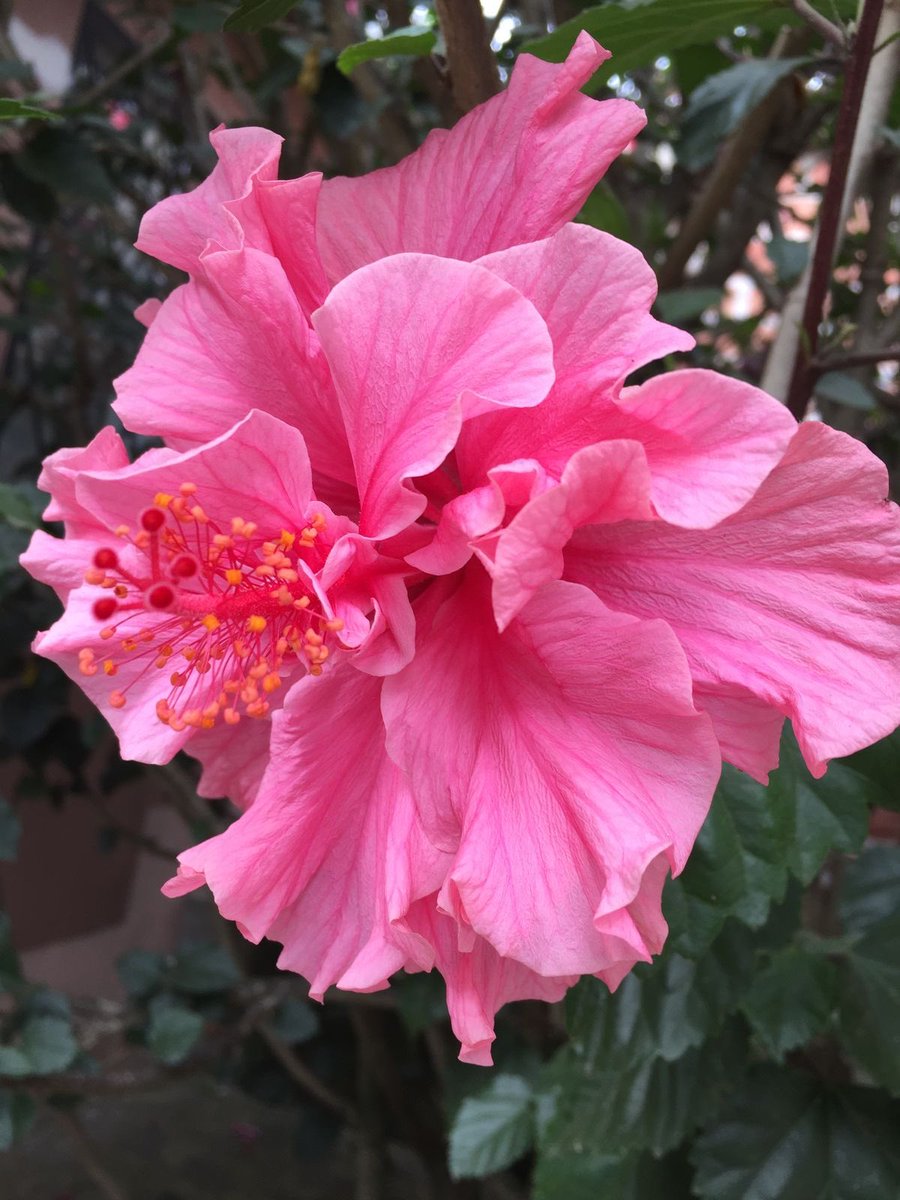 セルママ tweet media