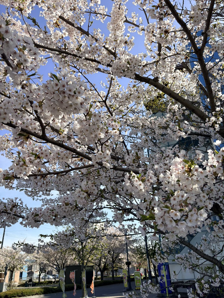 セルママ tweet media